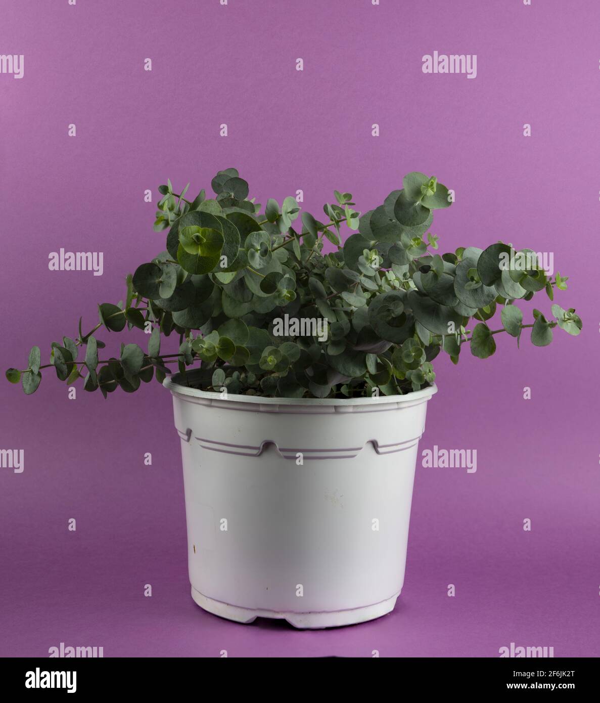 Эвкалипт гунни фото