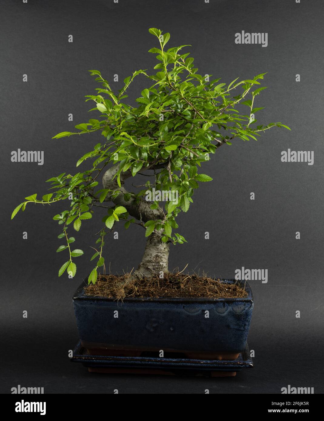 Zelkova bonsai in pot with black background, top view Stock Photo