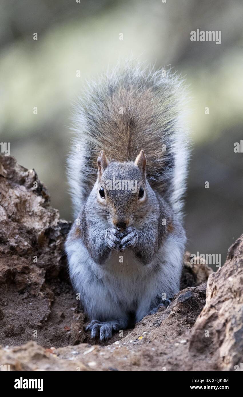 Grey Squirrel UK, aka Eastern Gray Squirrel, Sciurus carolinensis, a single squirrel in woodland, Lackford Lakes, Suffolk UK Stock Photo