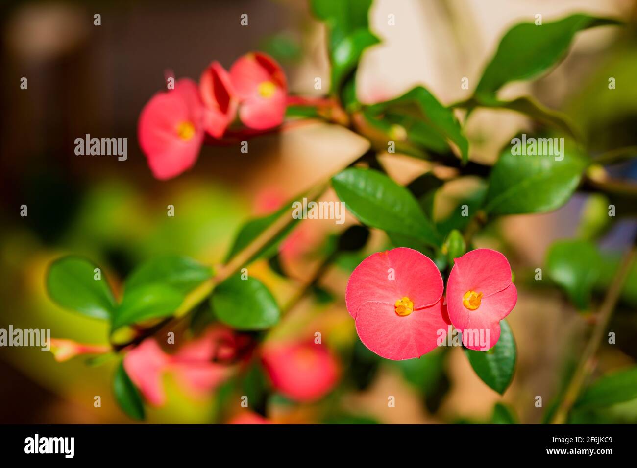 pink pot growing flower of Mauritius Stock Photo Alamy
