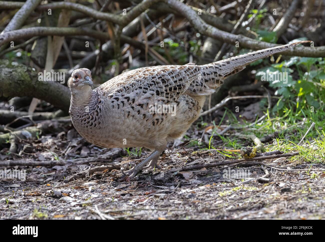 Female pheasant, Phasianus colchicus; one adult female pheasant, side view, in woodland, Lackford Lakes Suffolk England UK Stock Photo