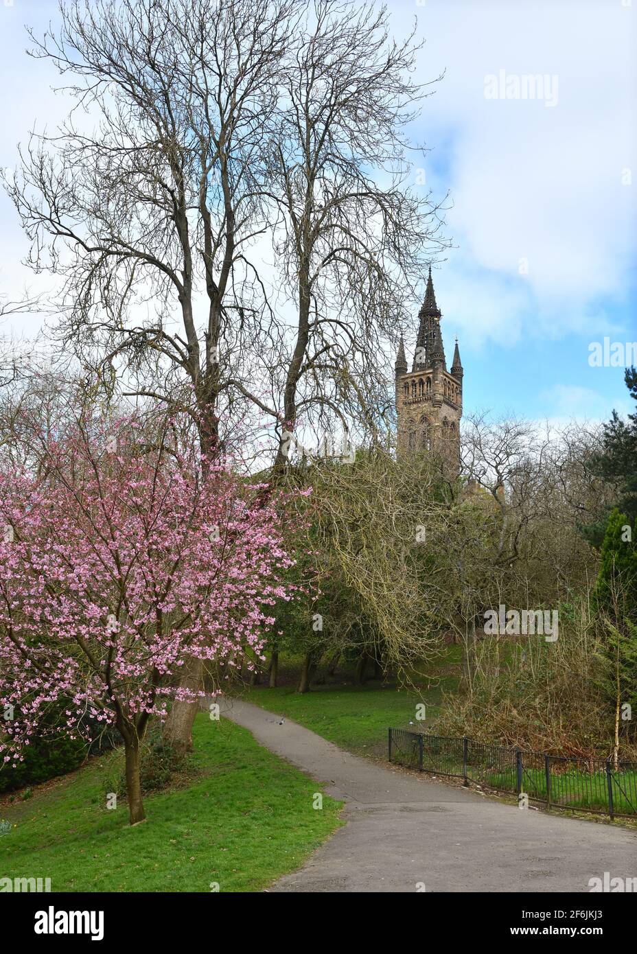 Cherry Blossom Glasgow High Resolution Stock Photography And Images Alamy