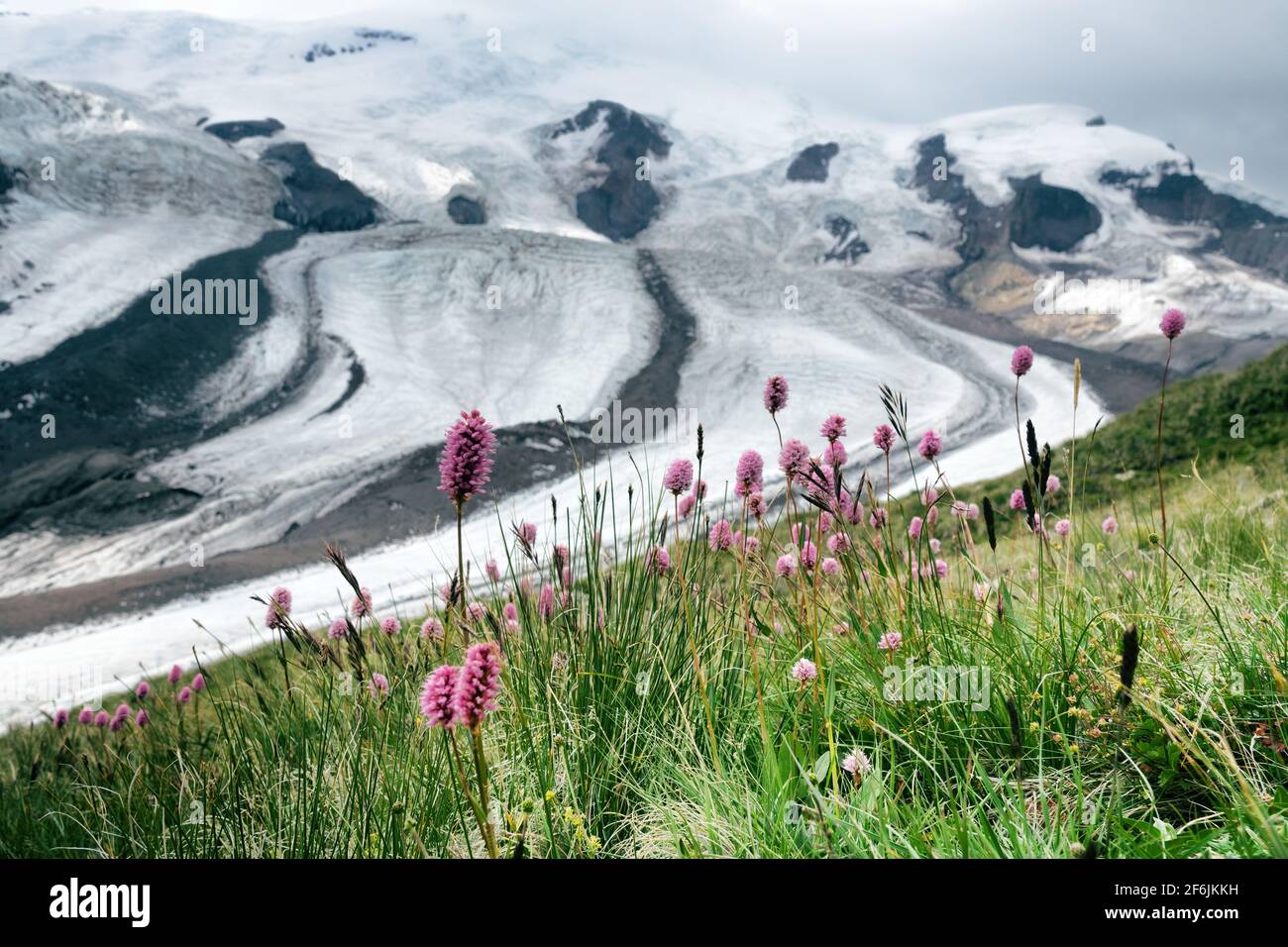 Alpine flowers mount elbrus in hi-res stock photography and images - Alamy