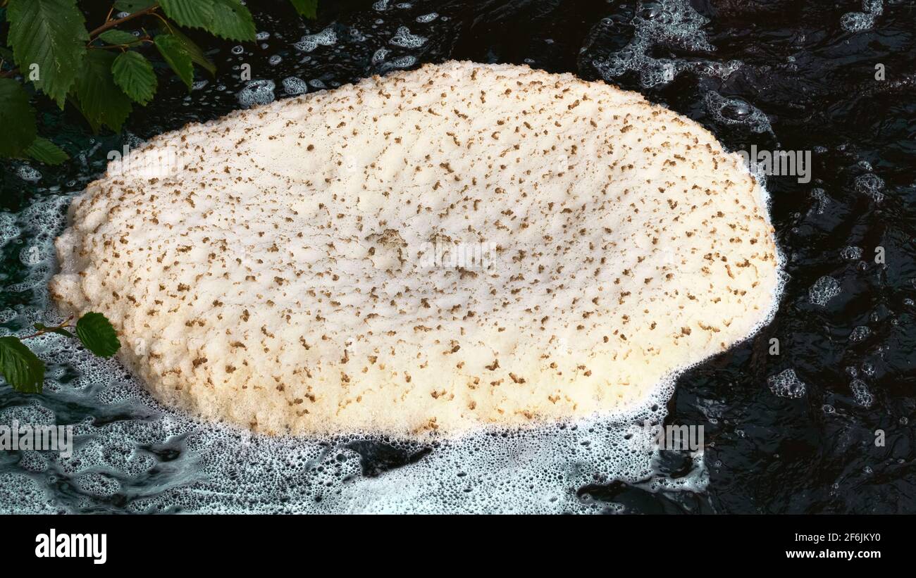 A small whirlpool on a forest stream knocks the organic foam into a round white cap Stock Photo