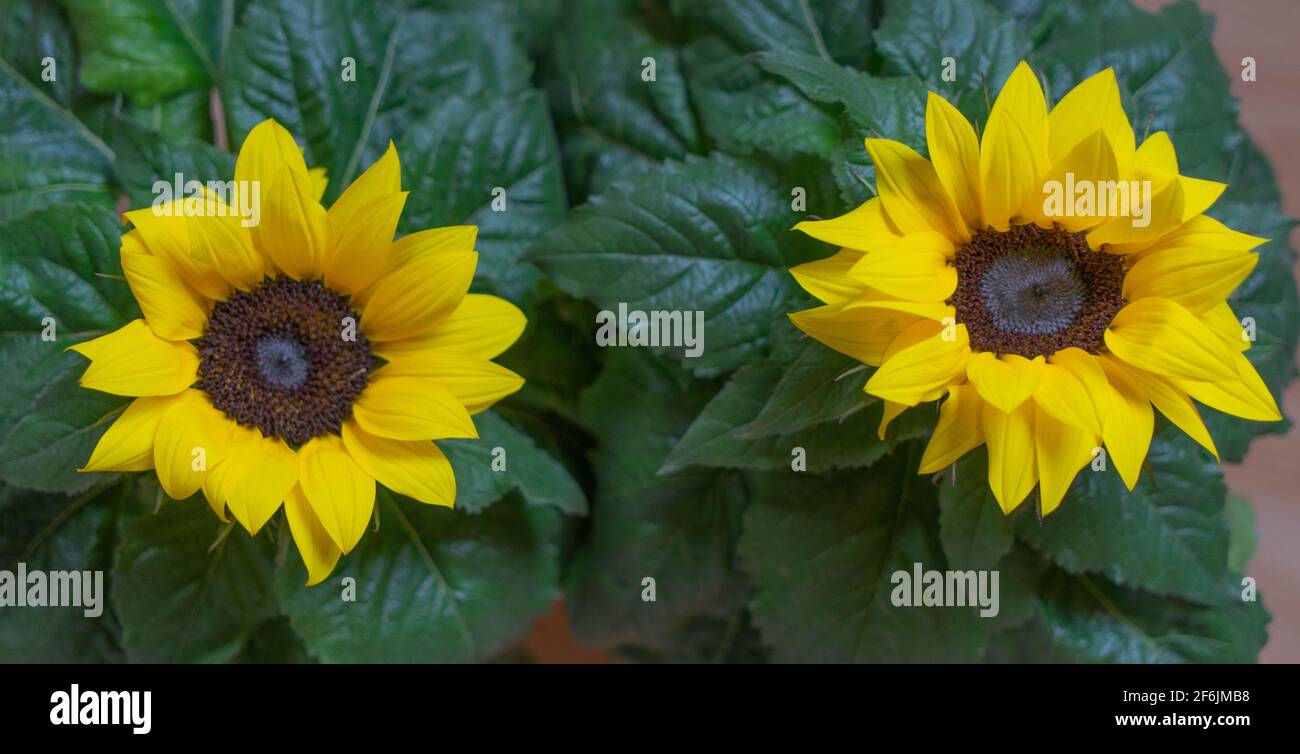 sunflowers at home with their pots Stock Photo Alamy