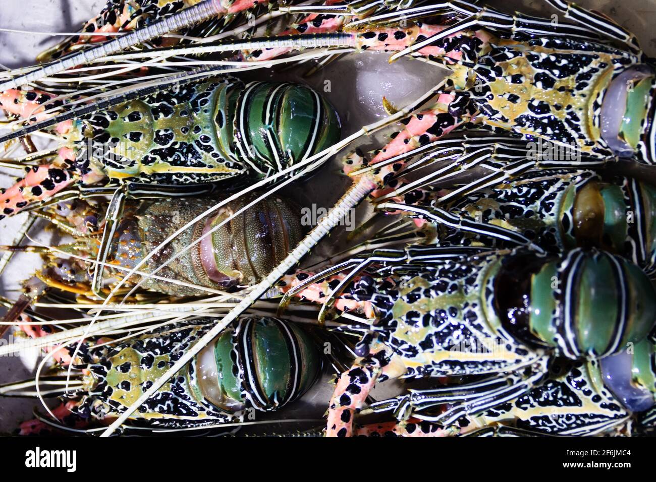 Crayfish (Palinurus) caught in the Laccadive sea. Sri Lanka seafood as