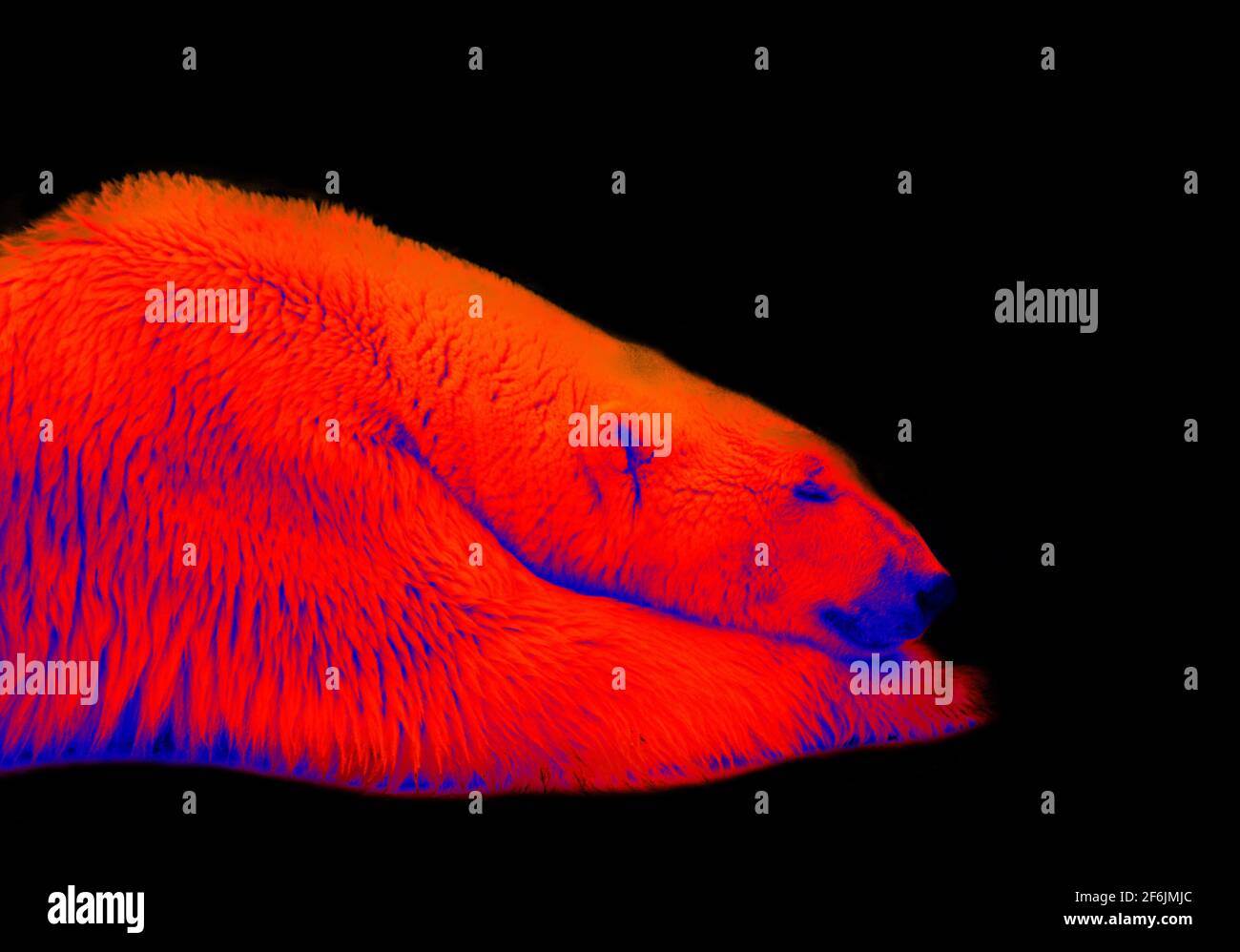 Polar bear in black background isolated. Scanning the animal's body