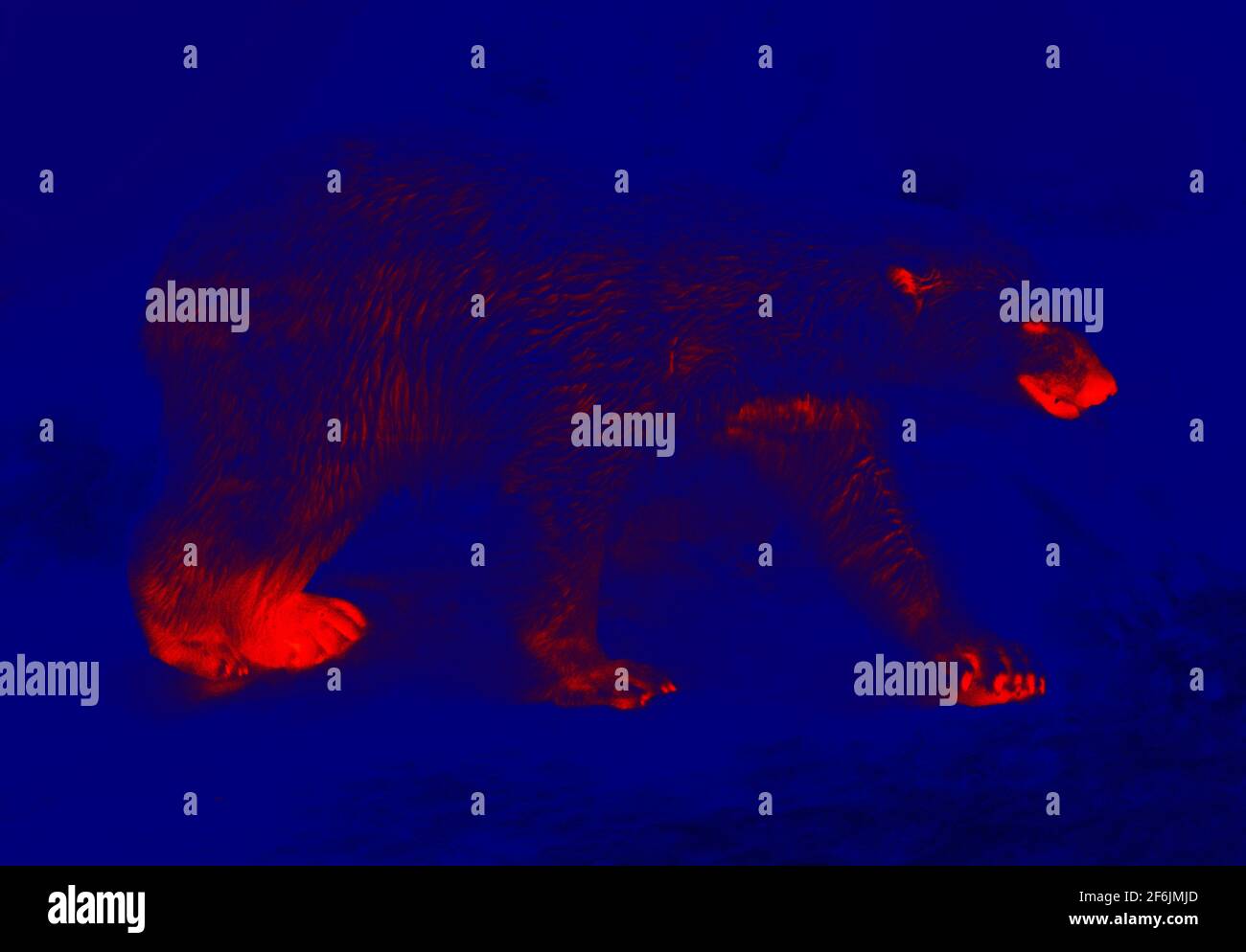 Polar bear in the polar night. Scanning the animal's body temperature