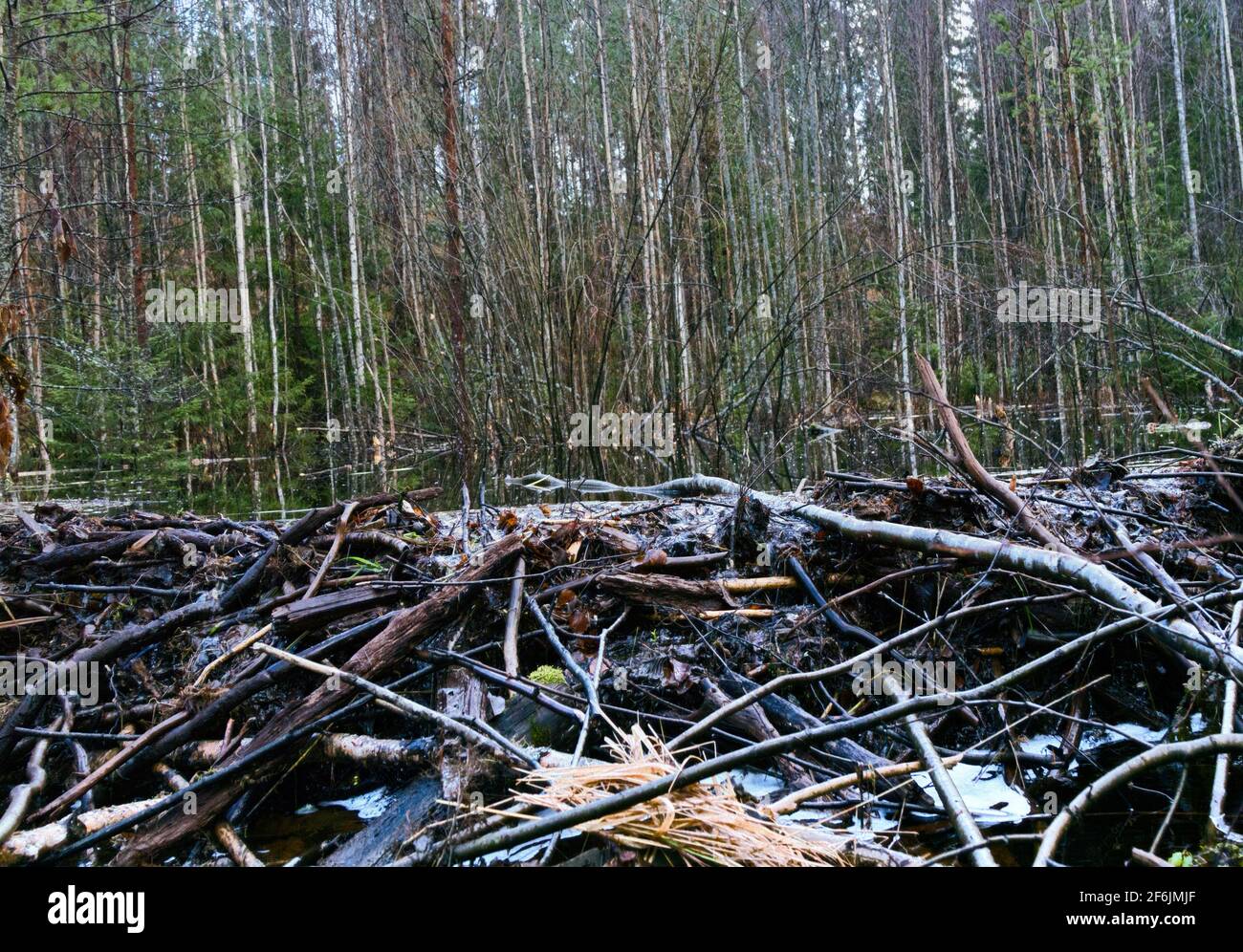 Upgrade-stream side of the beaver dam, Beavers dammed the stream in late autumn after rains Stock Photo