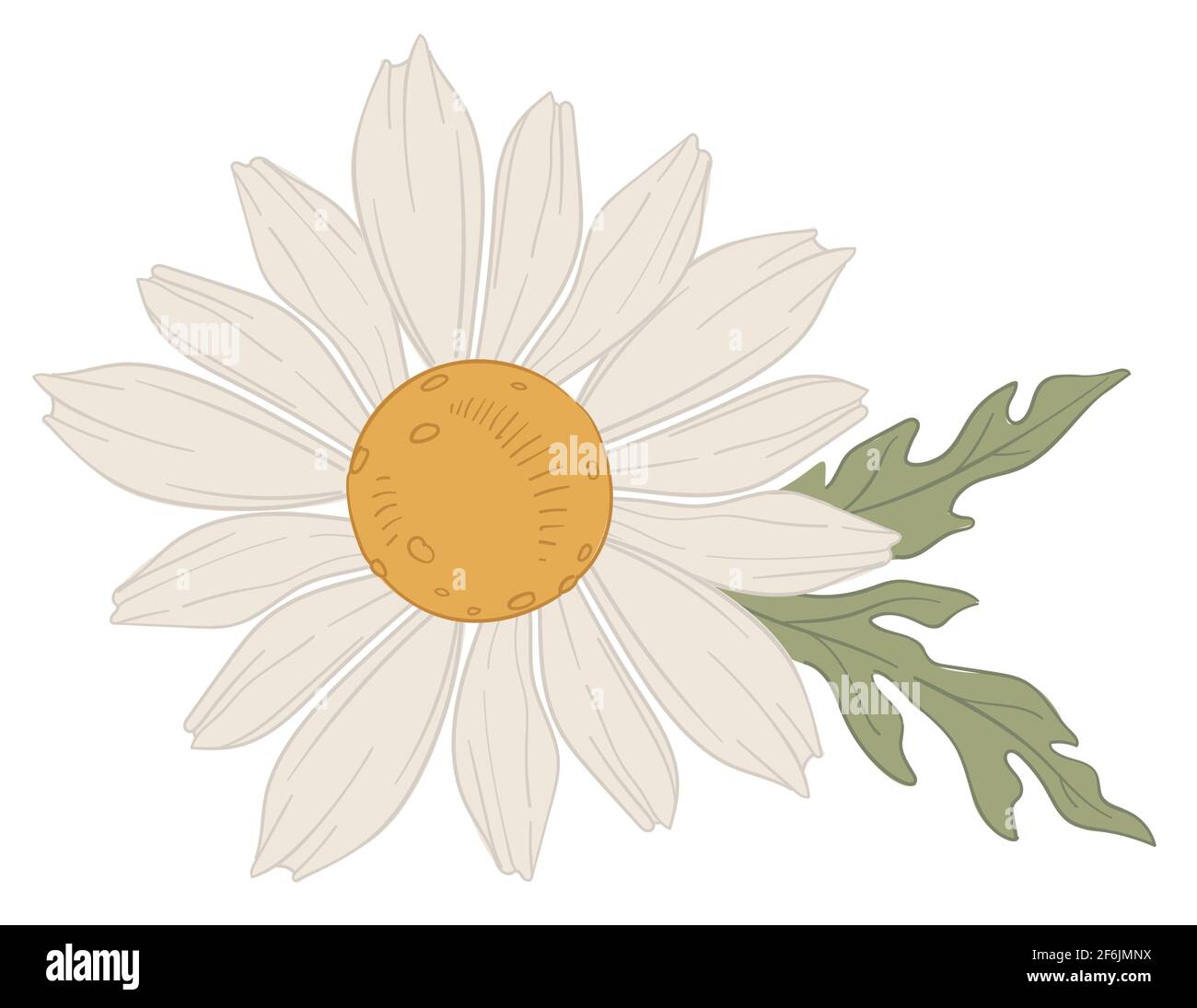 Chamomile white blooming flower in blossom vector Stock Vector