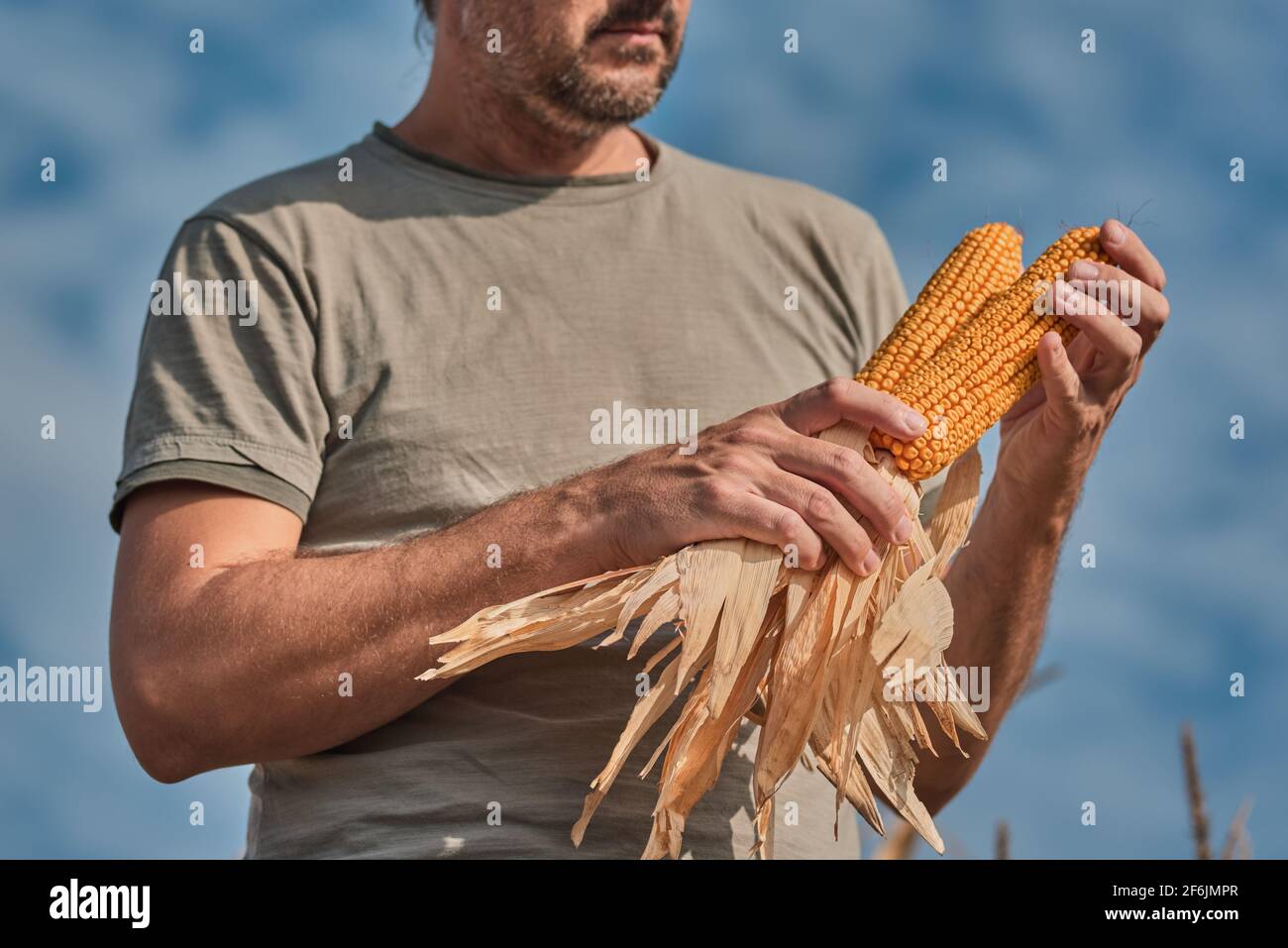 Farmer holding harvested corn on the cob in agricultural field, portrait of male farm worker during successful harvest of maize crops Stock Photo