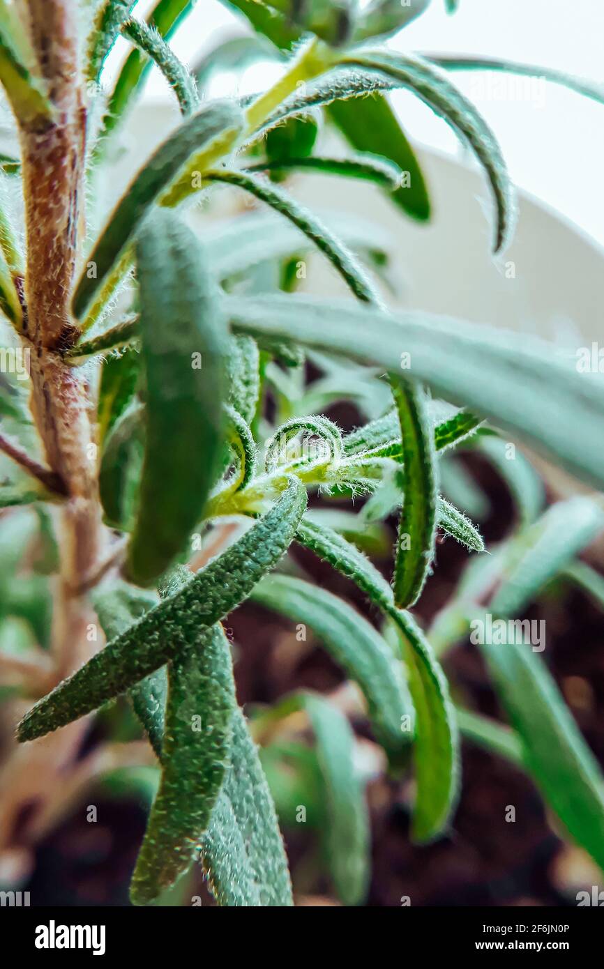 Fresh green rosemary close-up. Growing medicinal plants at home. Spring macro photography. Stock Photo