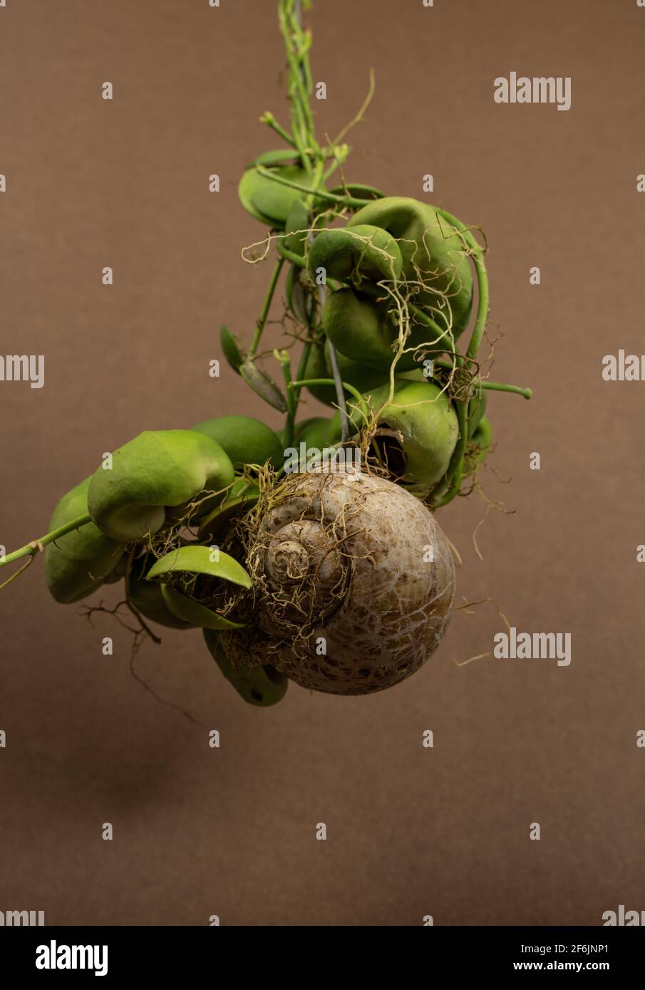 Dischidia Snaily with brown background Stock Photo - Alamy