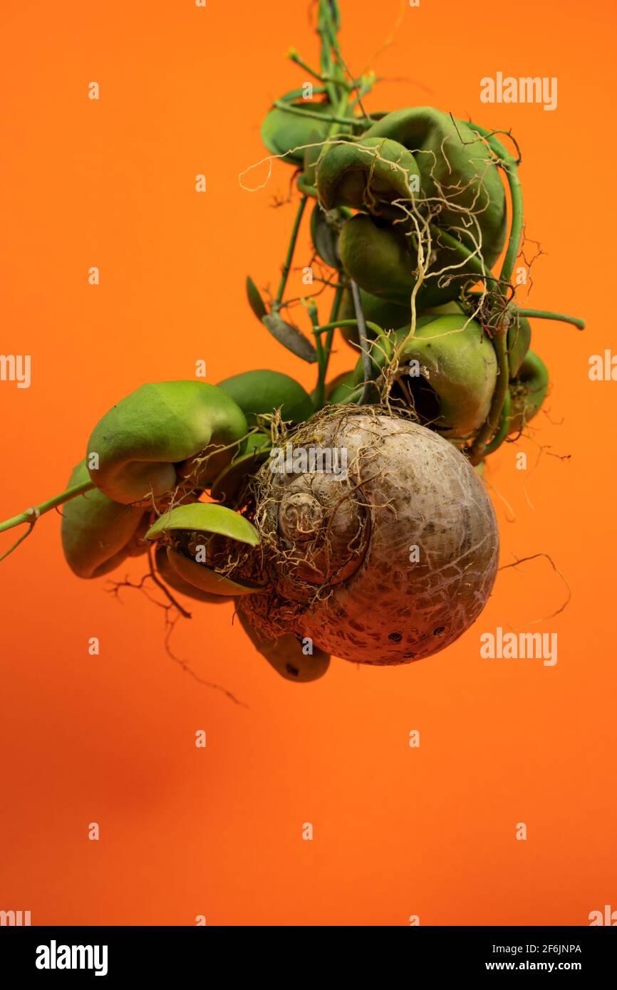 Dischidia Snaily with orange background Stock Photo - Alamy