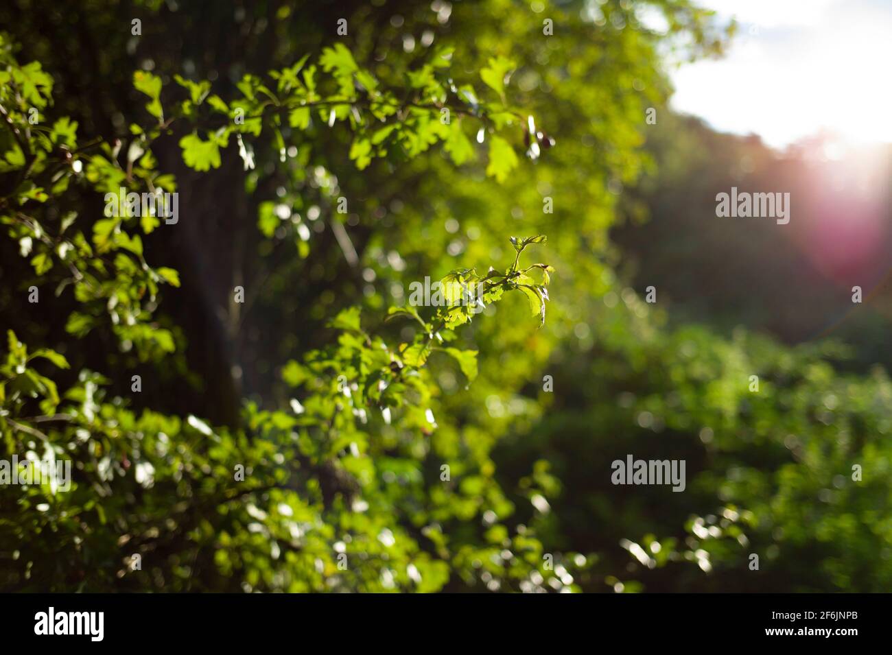 Flowers, plants and trees UK Stock Photo Alamy