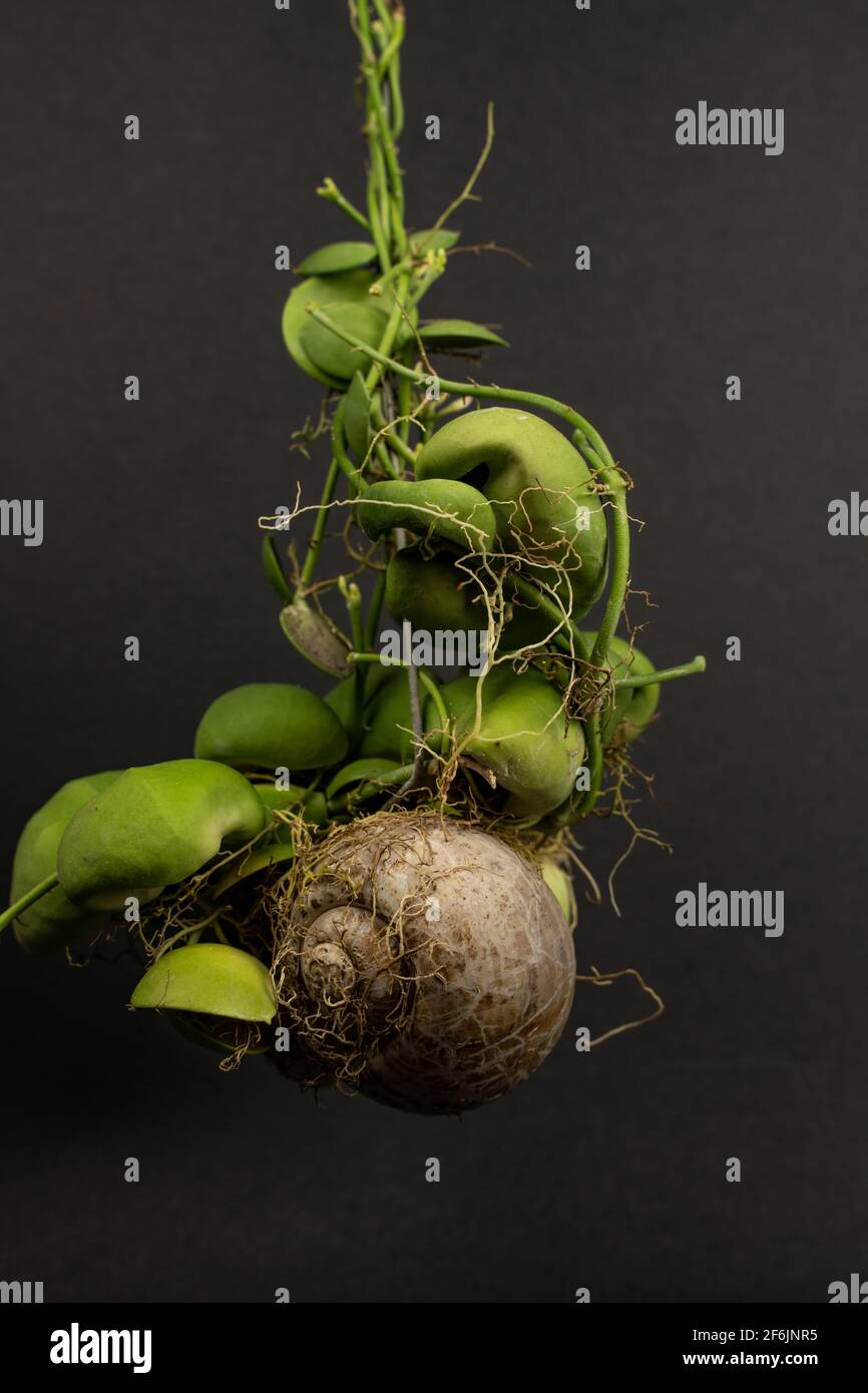 Snaily - The Snail Shell Plant - Ant Plant - Dischidia pectenoides - in Acrylic Glas Cylinder
