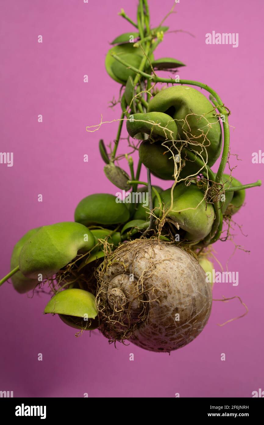 Dischidia pectenoides hi-res stock photography and images - Alamy