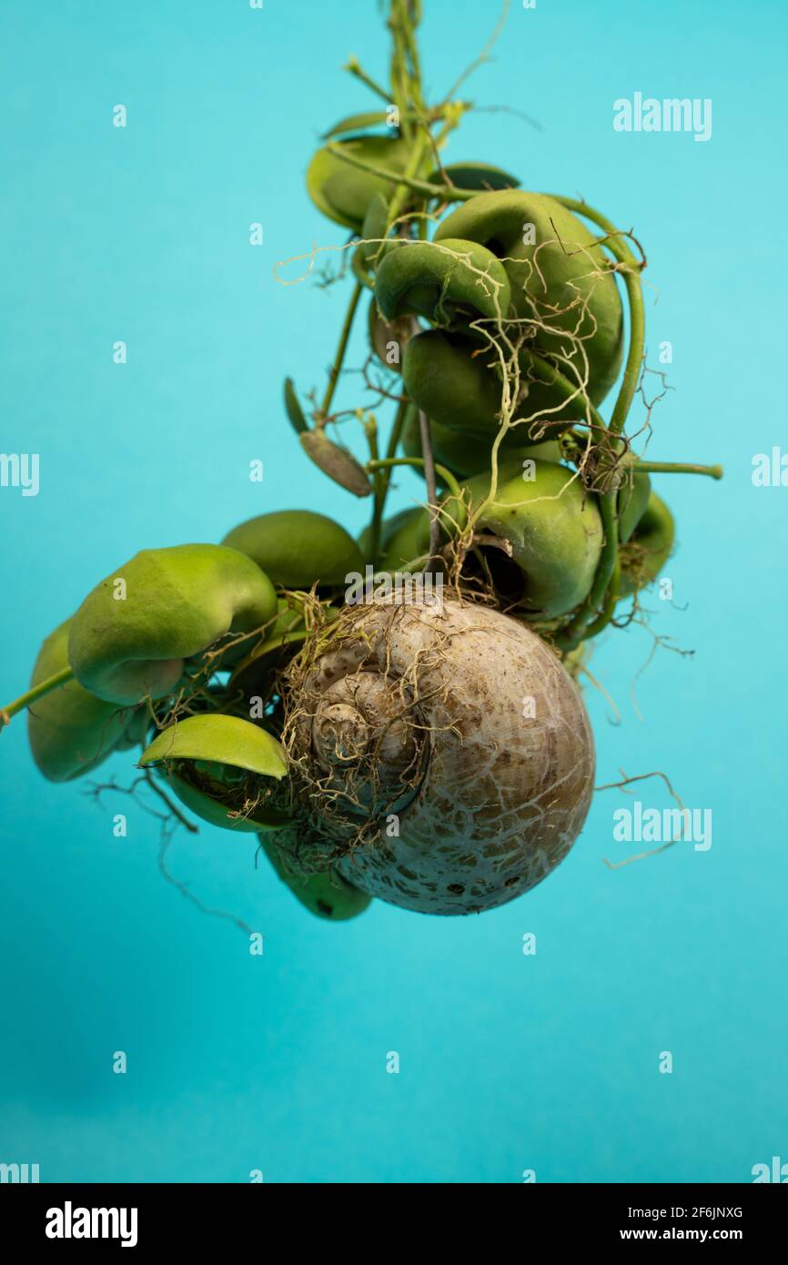 Dischidia Snaily with blue background Stock Photo - Alamy