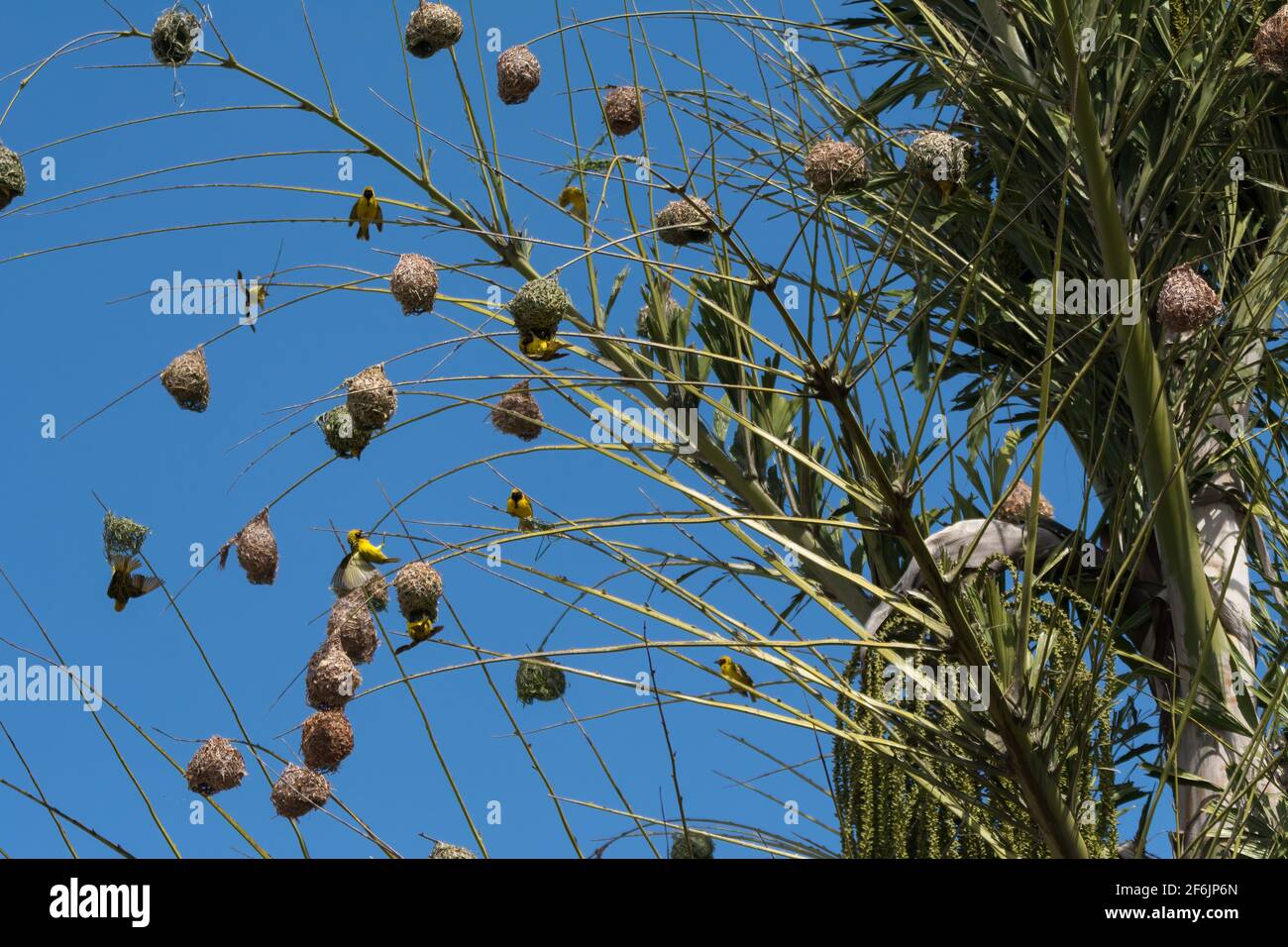 A large colony of Village Weaver (Ploceus cucullatus) nests built high-up on the top fronds of a palm tree in the wild on the island of Mauritius. Stock Photo