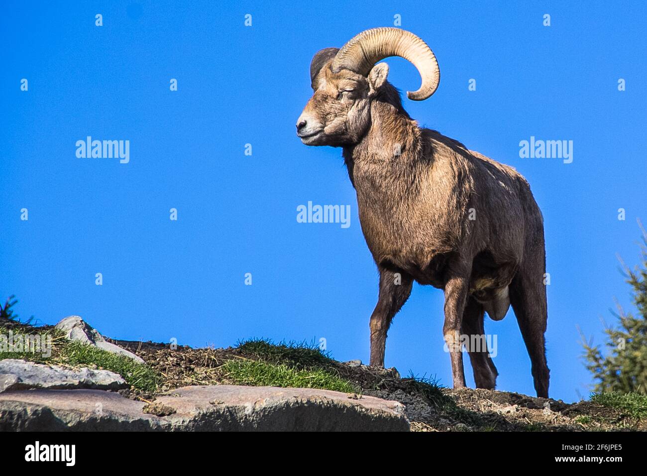 Bouc High Resolution Stock Photography And Images Alamy