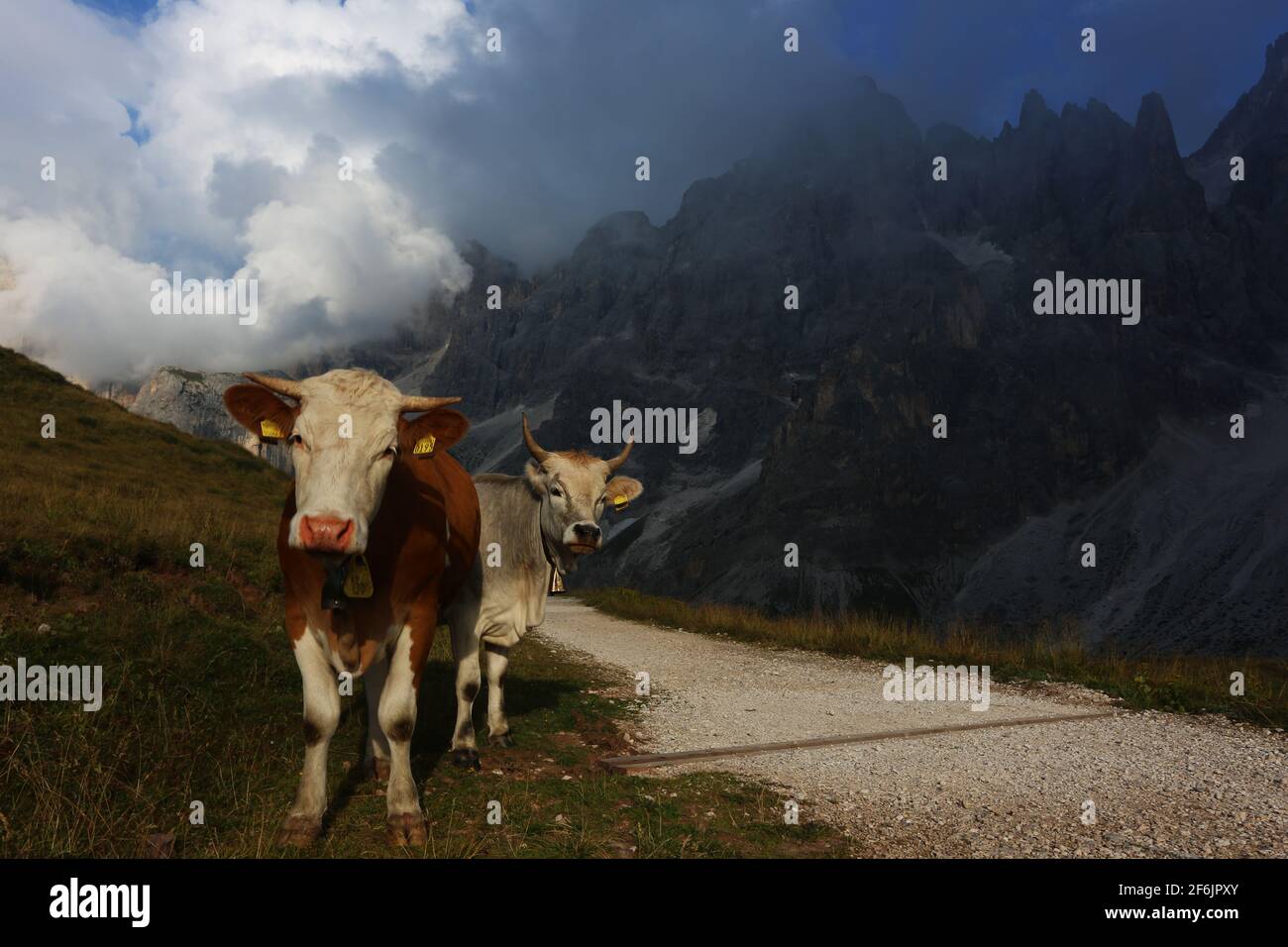 Kühe am Weg am Alpenpass Passo di Rolle mit dem Gipfel der Cima di Vezzana in Trentino in den Dolomiten, Südtirol, Trentino,  Italien Stock Photo