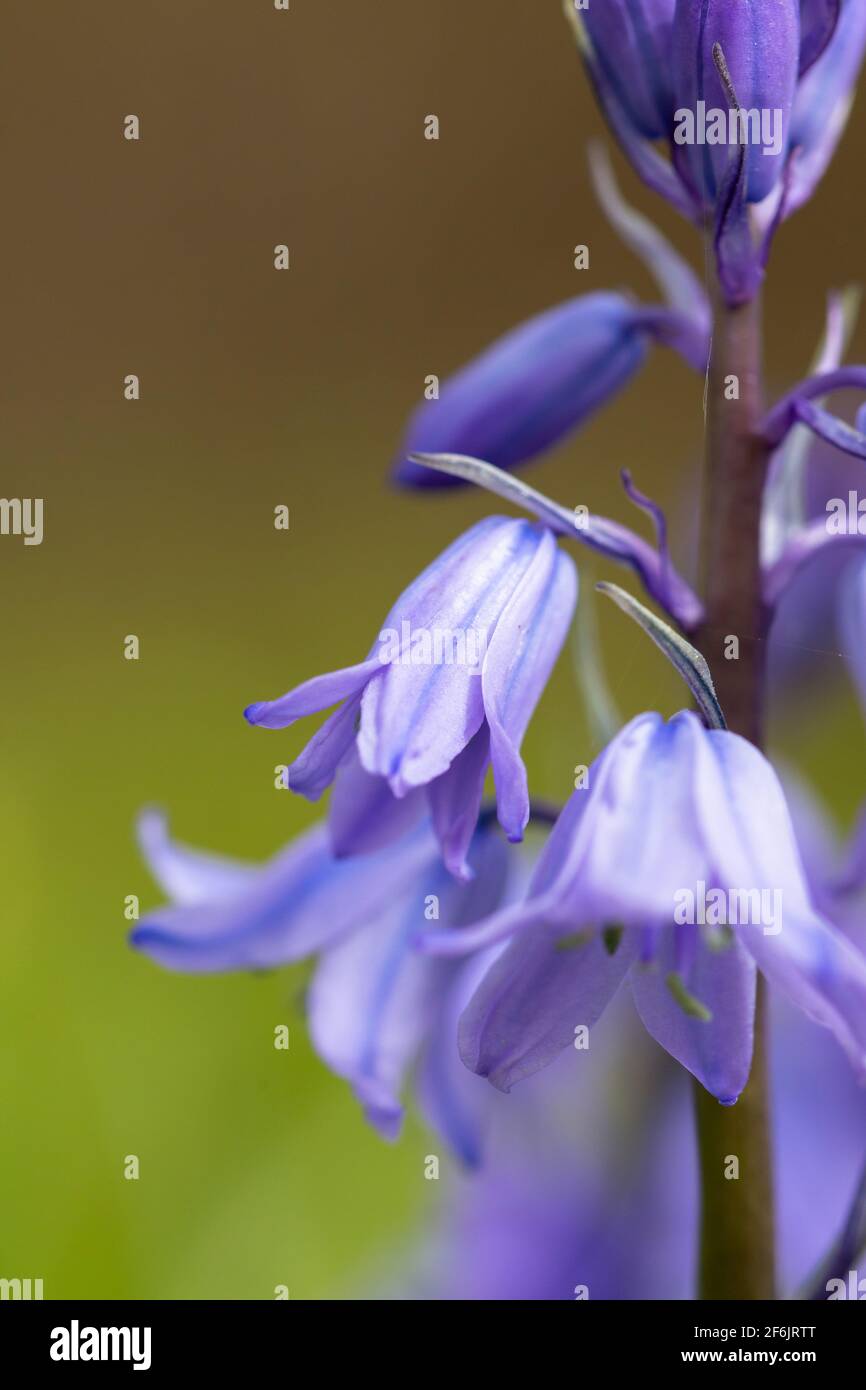 A Macro close up of the petals of Wild Bluebells Stock Photo