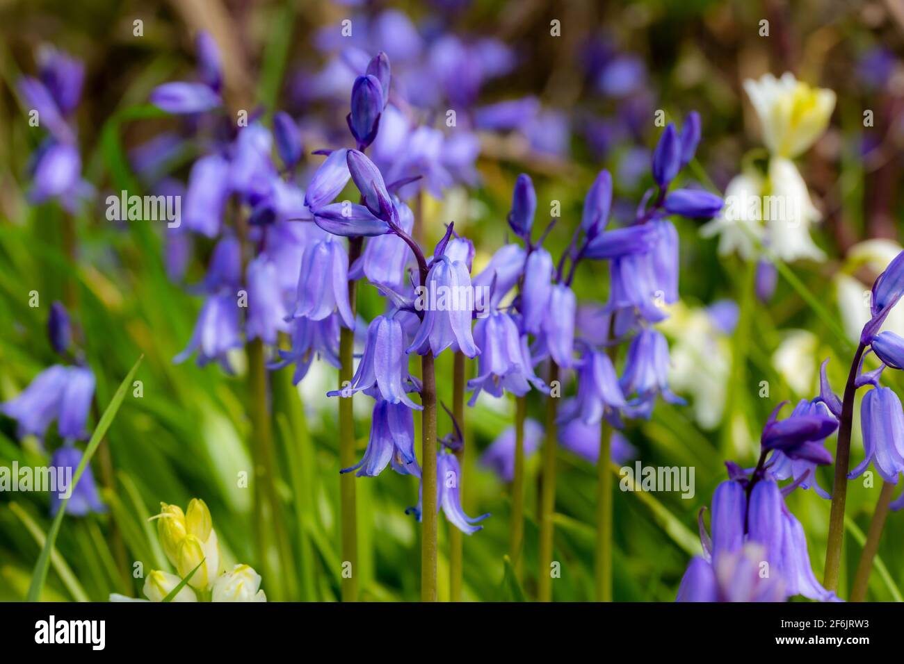 Wild Bluebells in a field Stock Photo