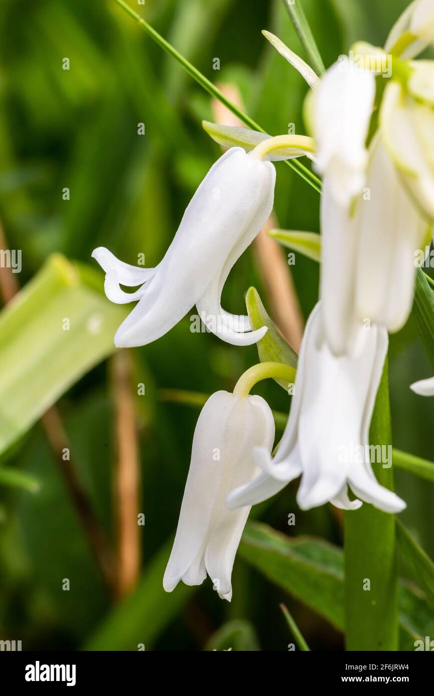 A close up of wild Hybrid bluebells known as hyacinthoides x massartiana Stock Photo