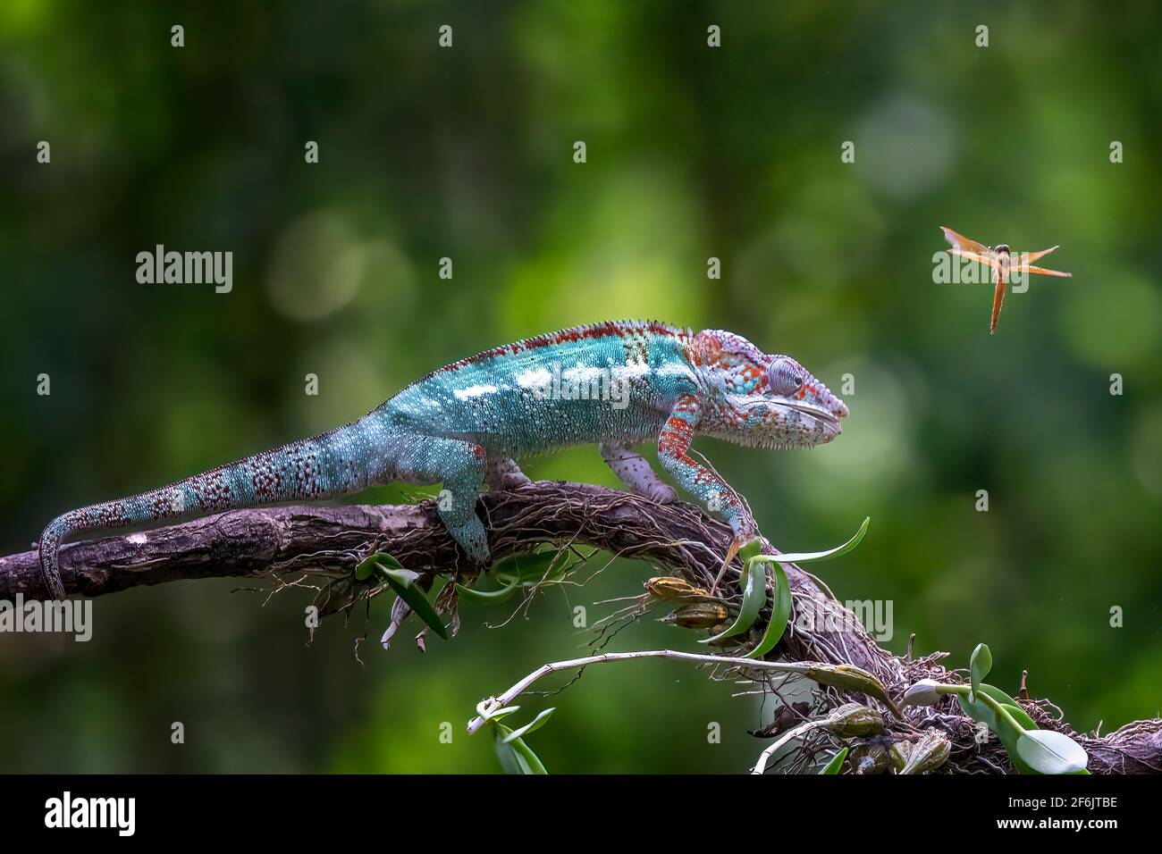 The chameleon uses its 180-degree vision to sought out its prey and measures the distance before swiping. BEKSAI, INDONESIA: ACTION packed images show Stock Photo