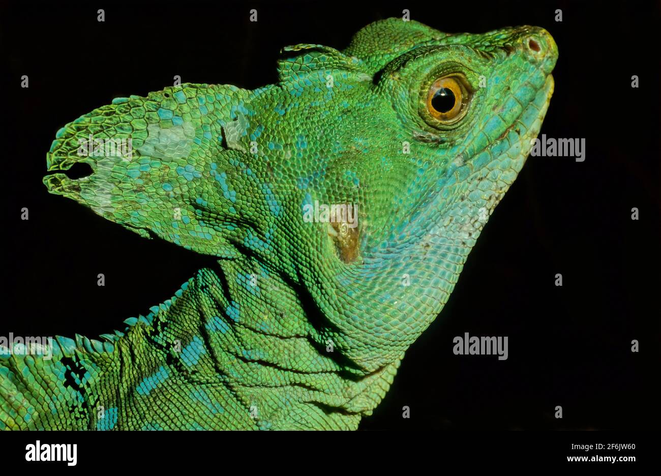 The plumed basilisk (Basiliscus plumifrons), also called commonly the