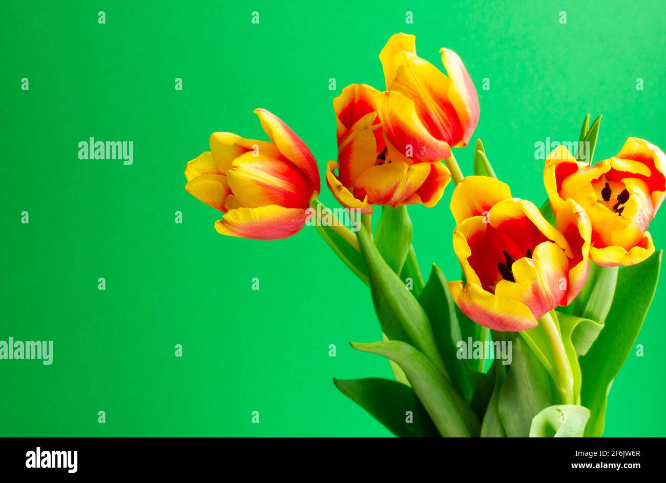 a bouquet of multi-colored tulips on a green background. space for the text. the concept of a holiday, gifts, postcards. soft focus. Stock Photo