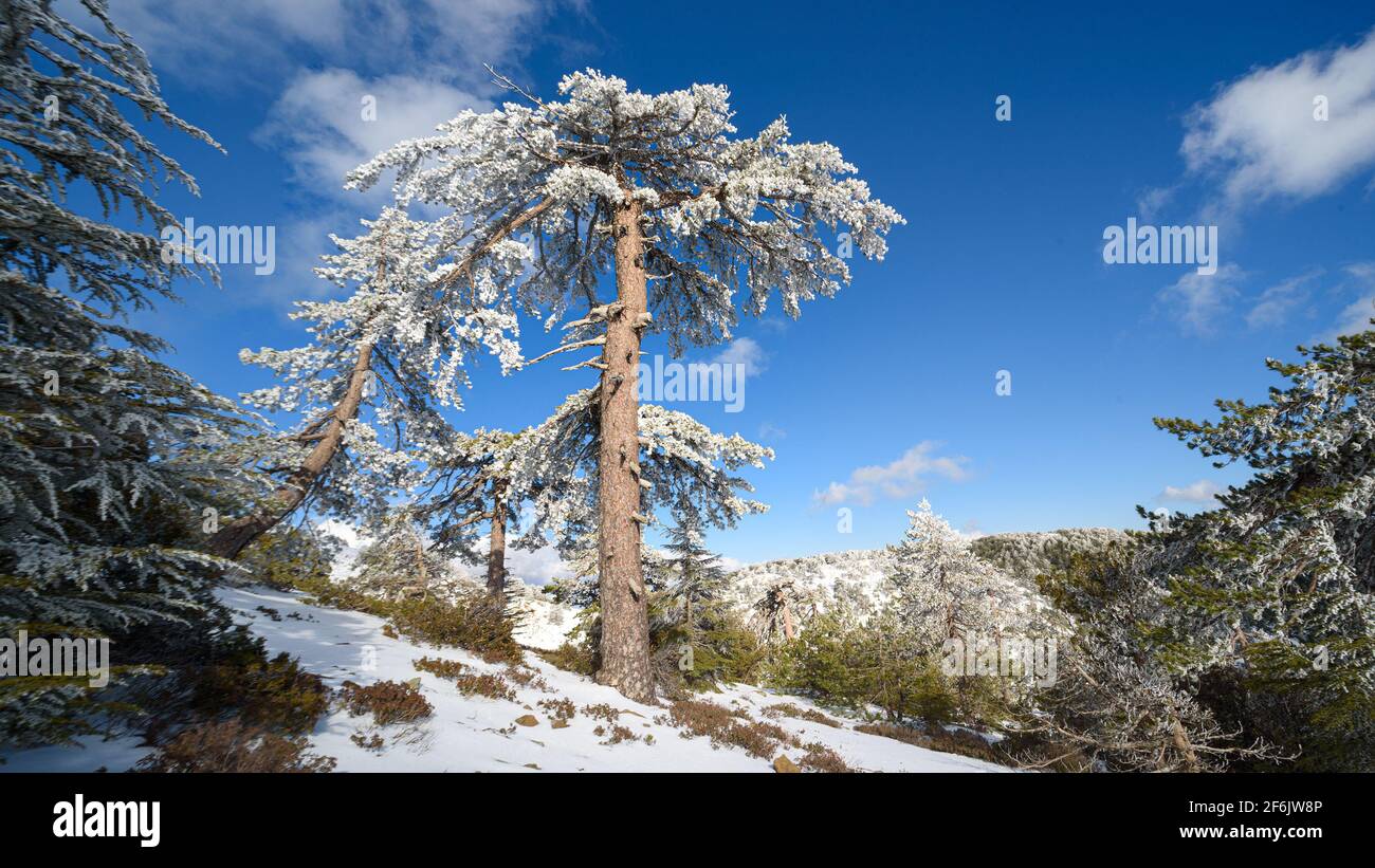 Stand alone old black pine tree in snow during winter in Troodos mountains, Cyprus Stock Photo