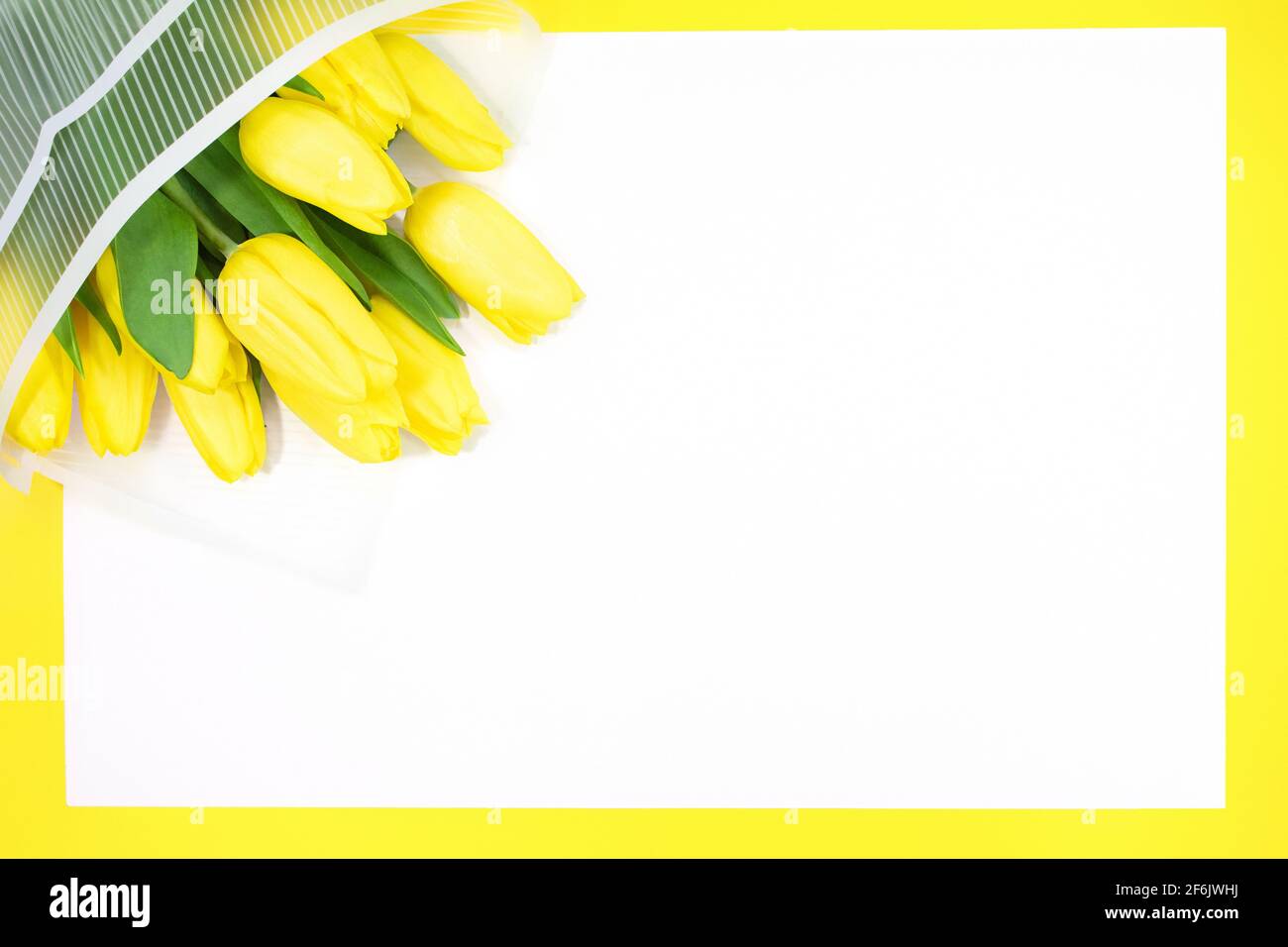 Holiday card. Bouquet of yellow tulips in wrapper with blank sheet for text. Happy birthday, mother's, teacher, International Women's Day, March 8. Co Stock Photo