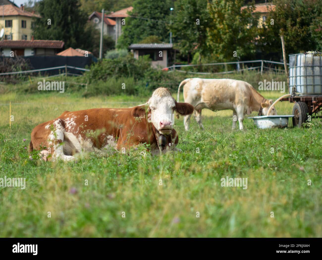 outdoor life of herd of cows in a green meadow in the mountains in ...