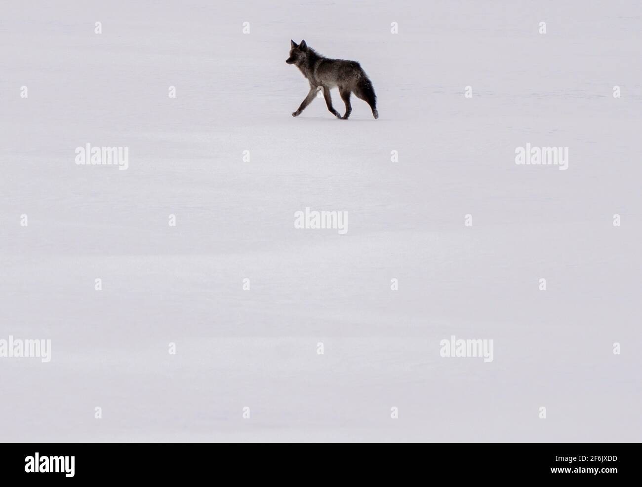 Black Wolf on Lake Waskesui Saskatchewan Canada Stock Photo Alamy
