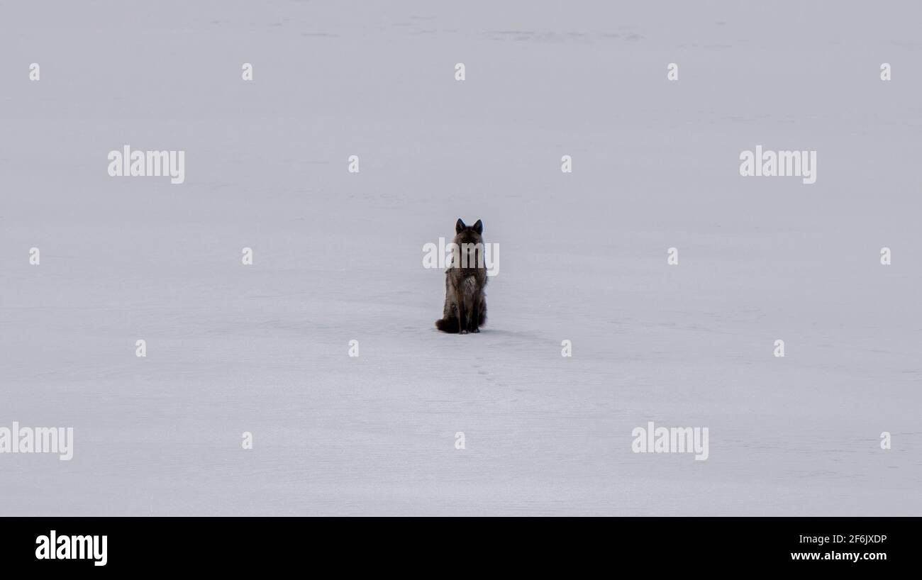 Black Wolf on Lake Waskesui Saskatchewan Canada Stock Photo Alamy