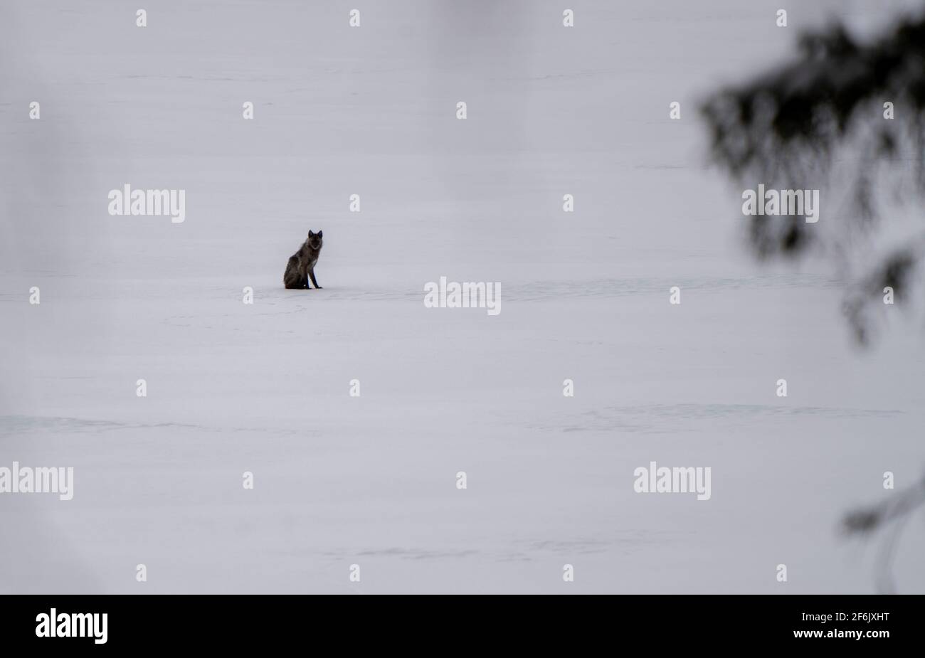 Black Wolf on Lake Waskesui Saskatchewan Canada Stock Photo Alamy