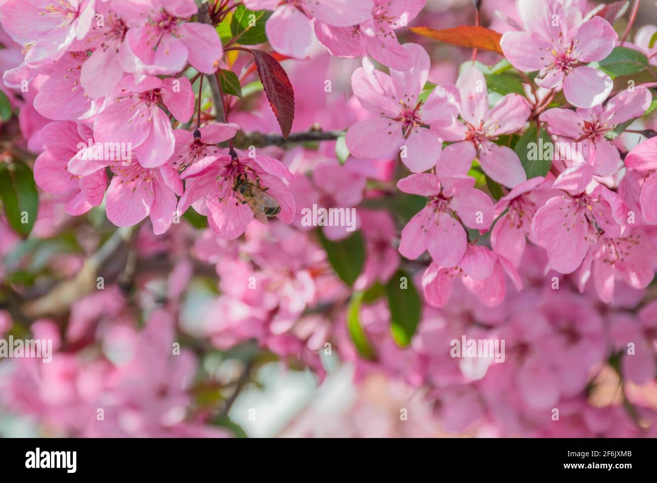 Purple sakura flowers hi-res stock photography and images - Alamy