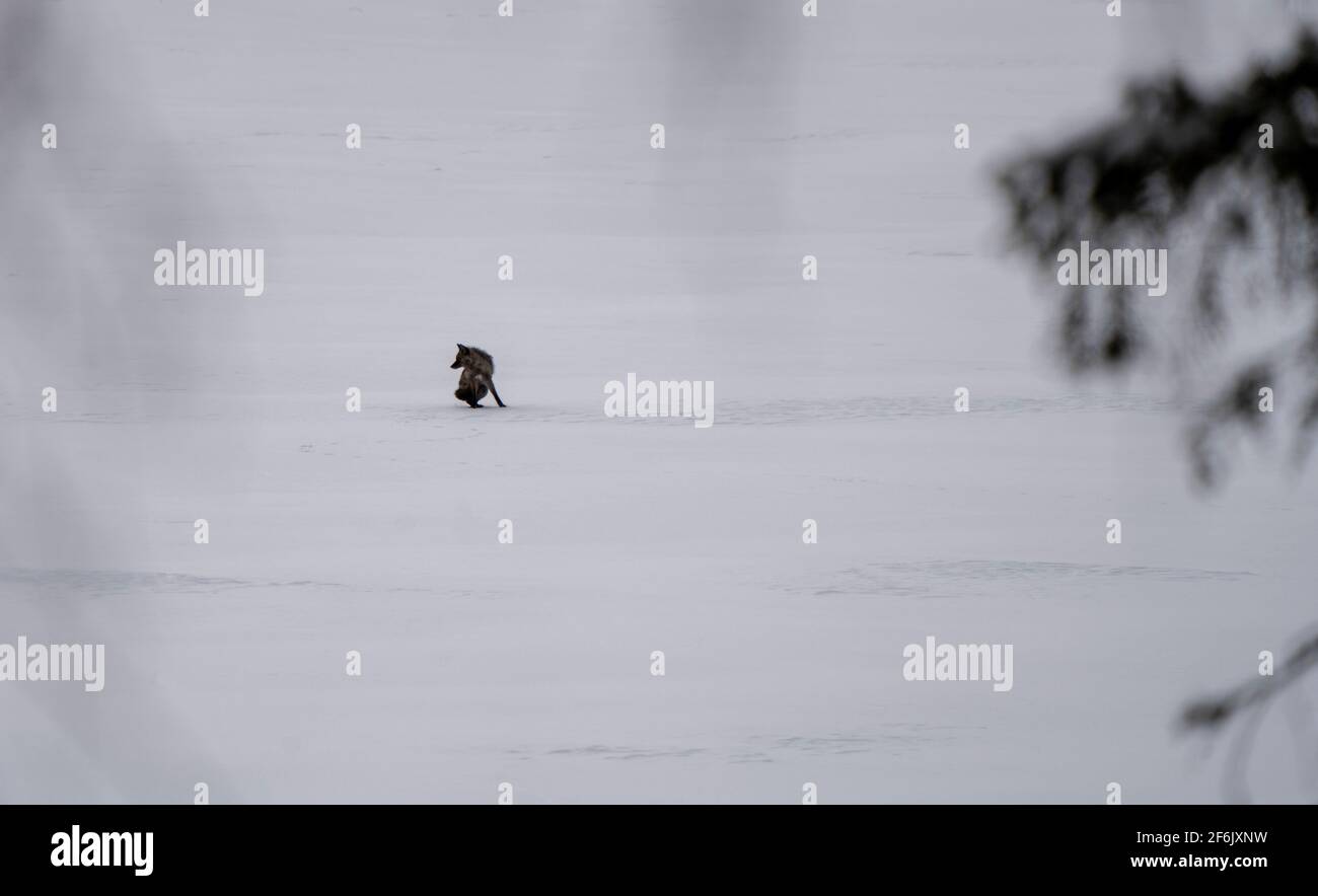 Black Wolf on Lake Waskesui Saskatchewan Canada Stock Photo Alamy
