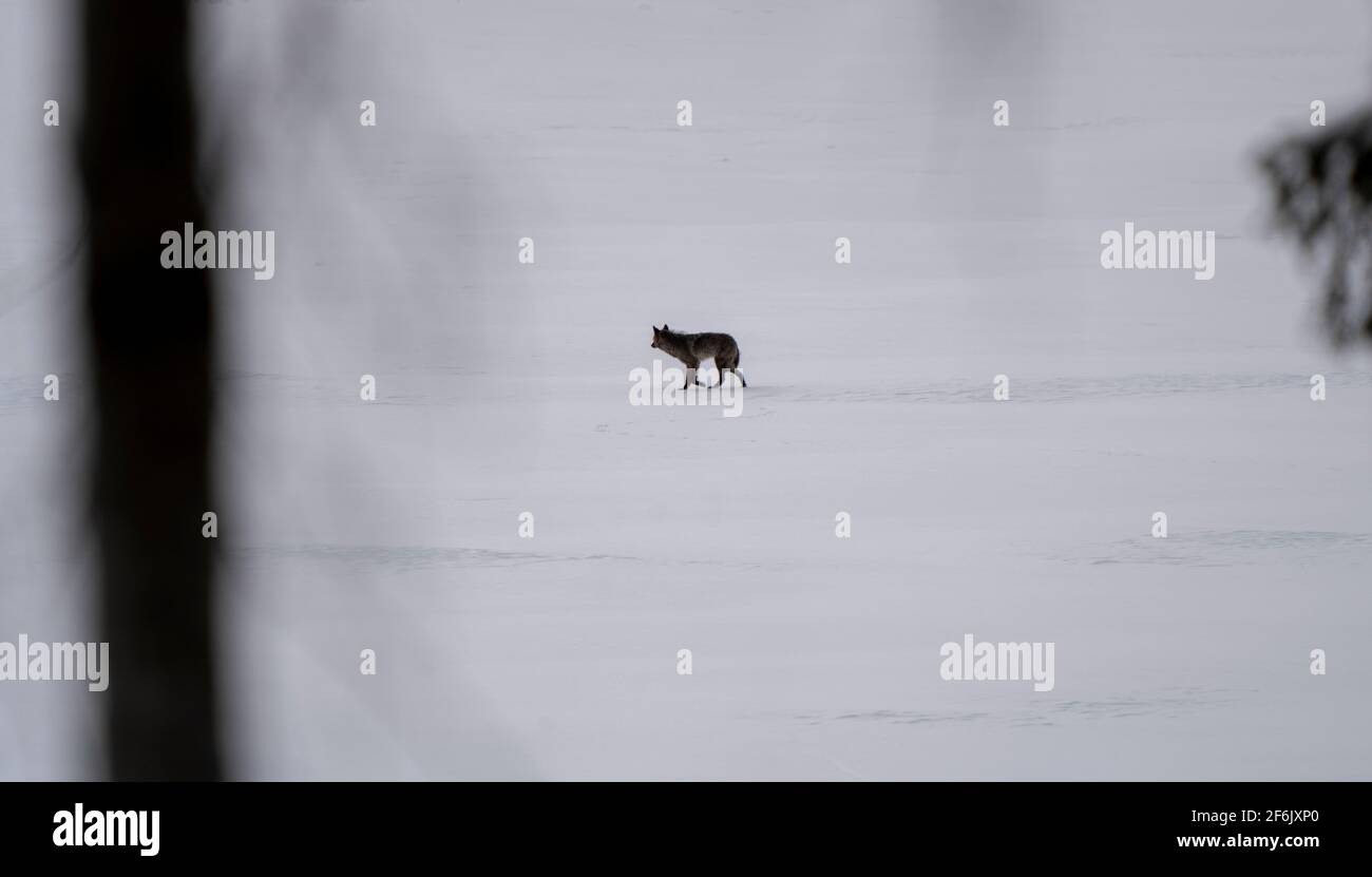 Black Wolf on Lake Waskesui Saskatchewan Canada Stock Photo Alamy