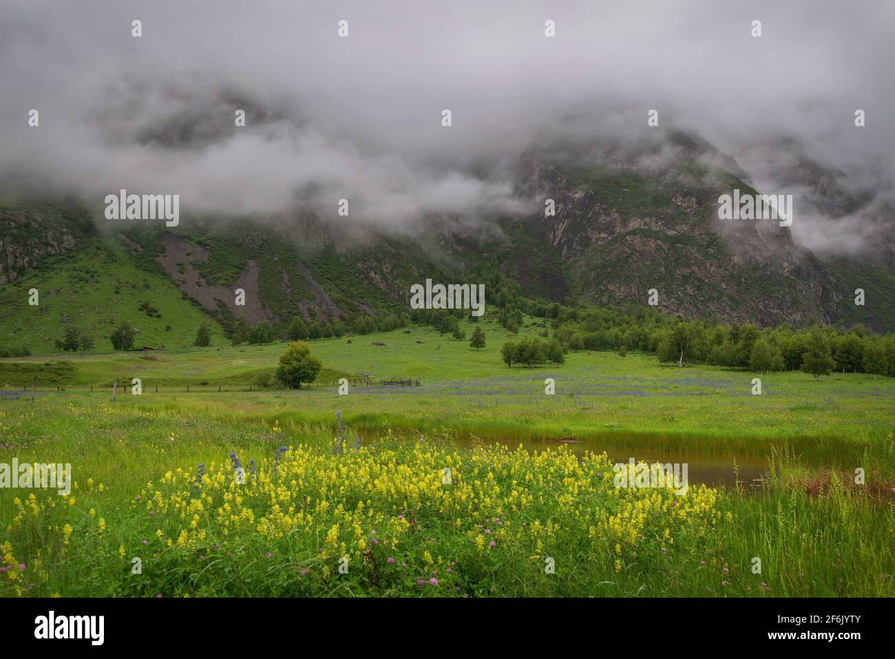 See flowers in the fog hi-res stock photography and images - Alamy