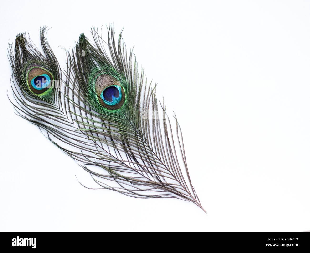 Clothing and home decoration. Peacock feathers on white background ...