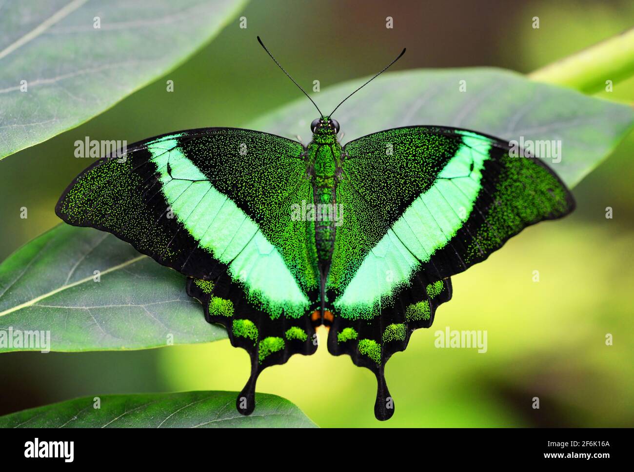 Emerald peacock butterfly hi-res stock photography and images - Alamy