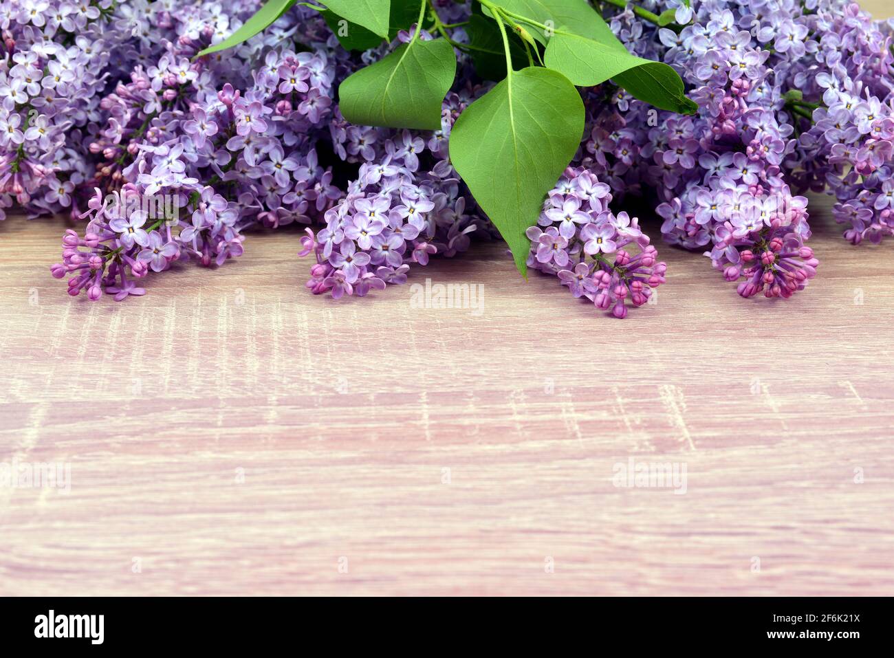 Blooming lilac flowers with green leaves on wooden board. Stock Photo
