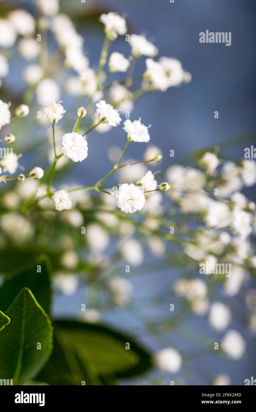 Gypsophila flowers. Cipso flower in bouquet with green leaves. Stock Photo