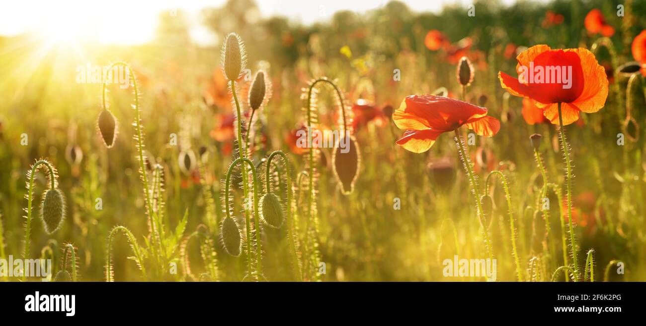 Summer wildflowers in sunrise hi-res stock photography and images - Alamy