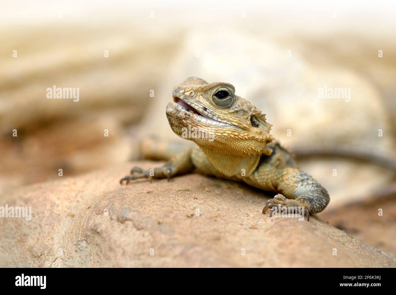 Desert Agama ( Trapelus Mutabilis ) on stone. Small lizard. Stock Photo