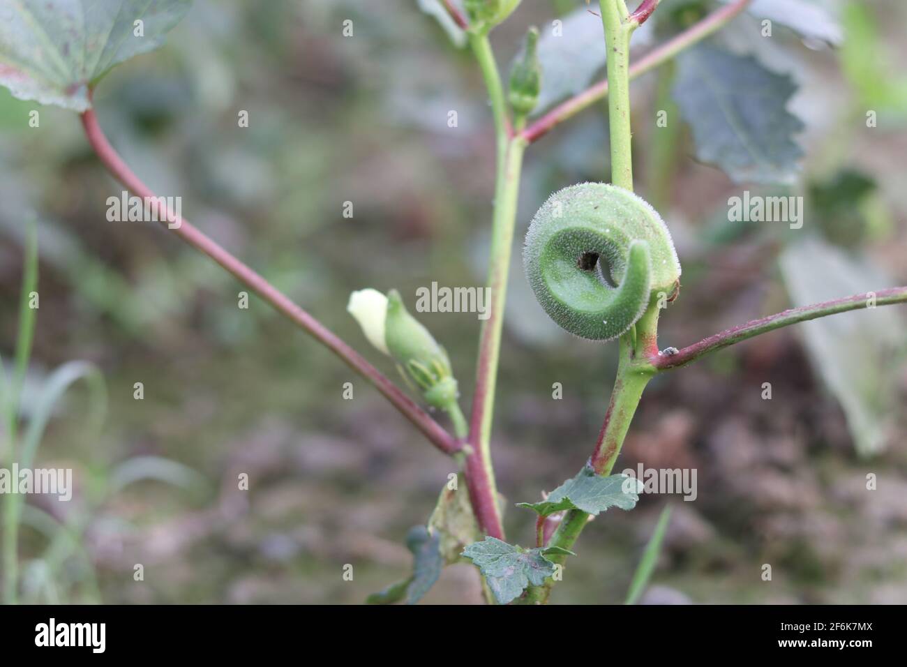 Lady Fingers plant growing in home garden, Fresh Okra vegetable and