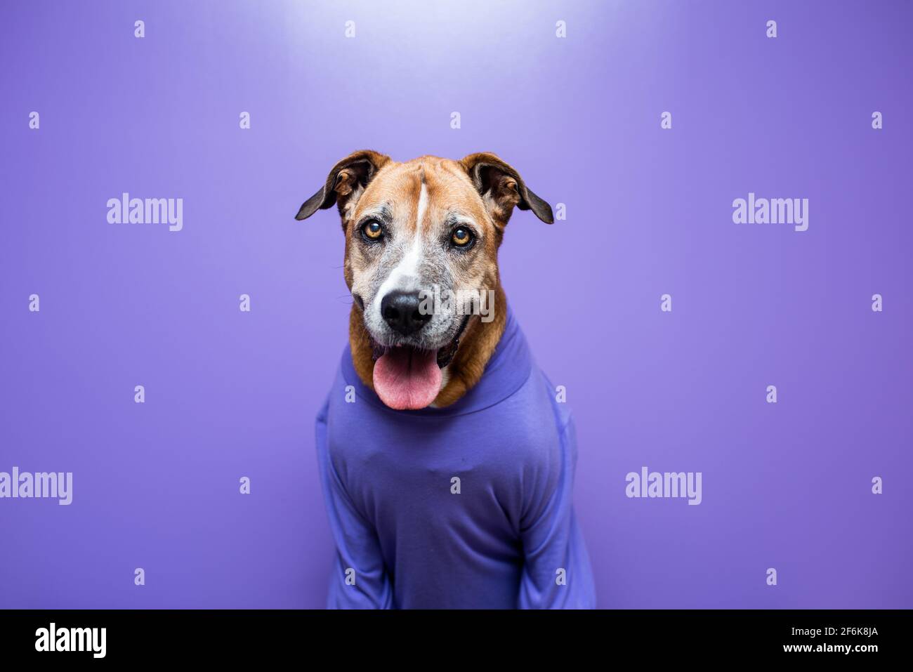 Dog in a sweater, dog at work with a purple wall. Pets at work concept