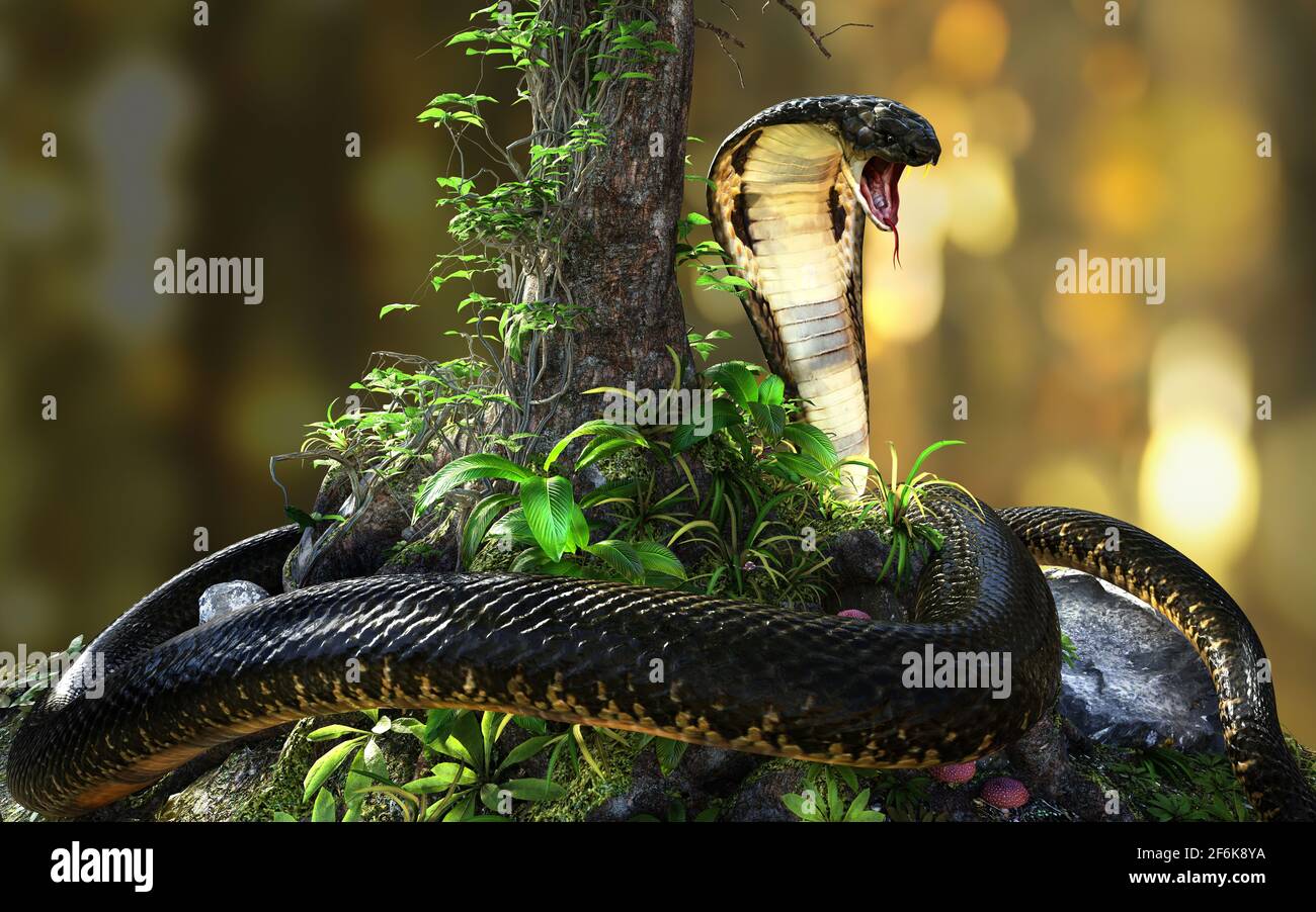 3d Illustration King Cobra The World's Longest Venomous Snake Isolated on  Black Background, King Cobra Snake, 3d Rendering Stock Photo - Alamy